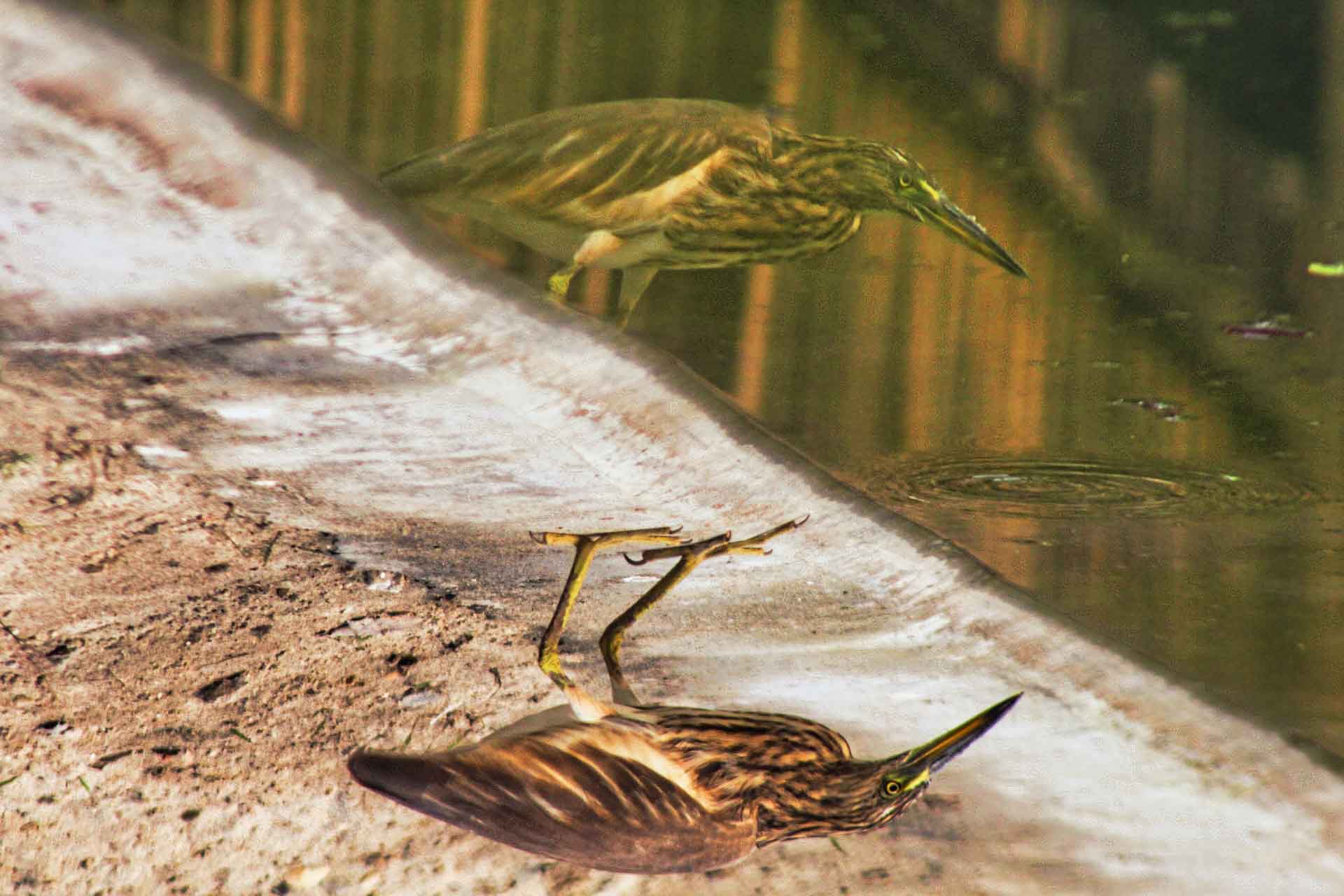pond heron reflection