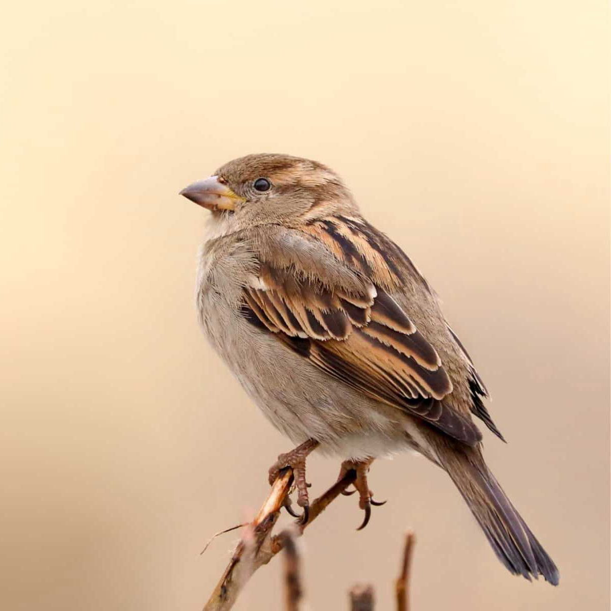 Sparrow SMS | APP